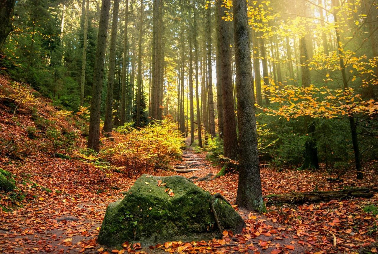 Haus Am Wald Villa Bad Schandau Exteriör bild